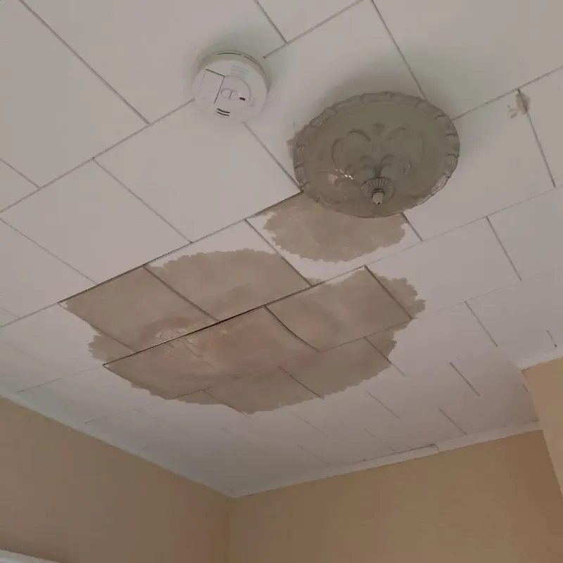 Ceiling Water Damage Repair in Temple Terrace, FL